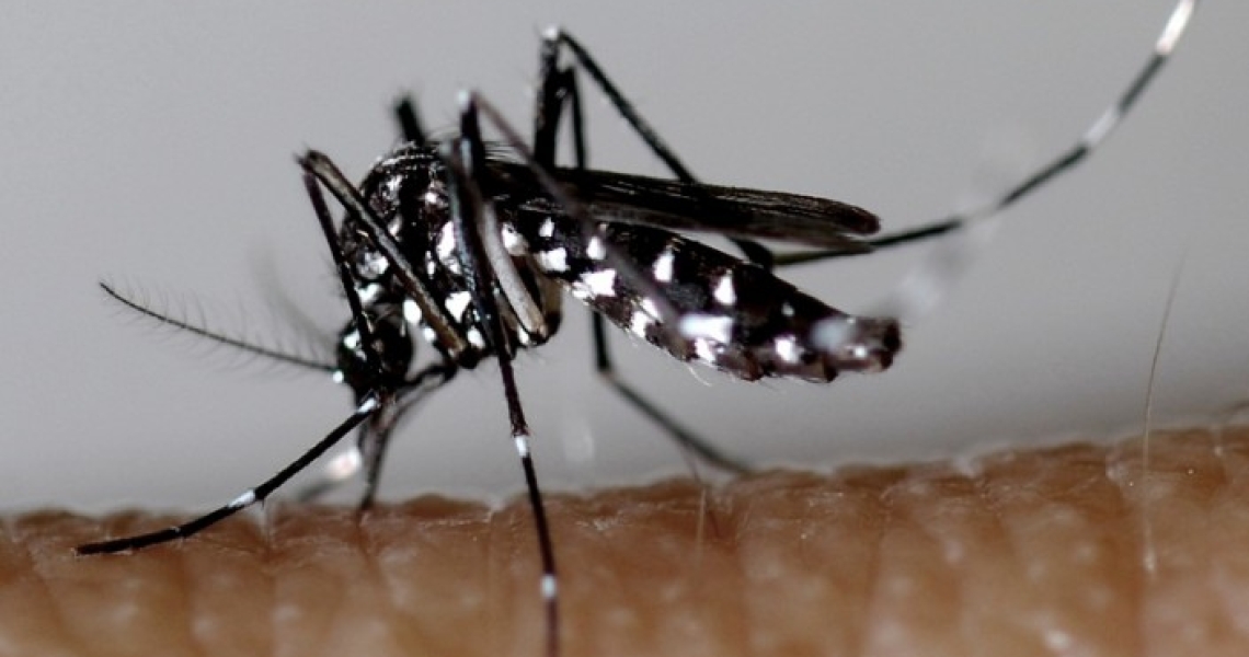 Martinique: Un premier décès lié à l’épidémie de dengue