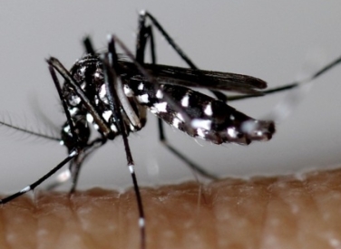Martinique: Un premier décès lié à l’épidémie de dengue